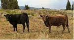 Large Animal Science